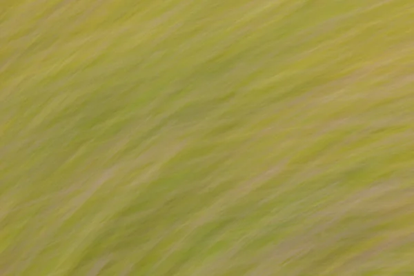 Абстрактность Размывала Естественные Цветочные Фоны Линии Группы Искусство — стоковое фото