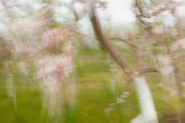 Soyutluk, doğal çiçekli arka planlar, çizgiler ve gruplar, sanat