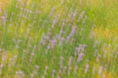 Soyutluk, doğal çiçekli arka planlar, çizgiler ve gruplar, sanat