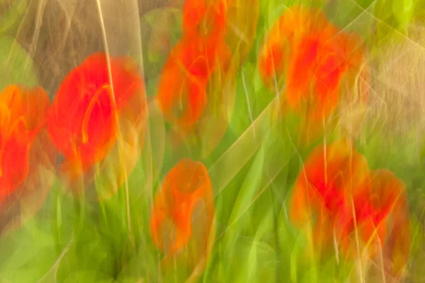 Resumen Borrosa Fondos Florales Naturales Línea Grupos Las Artes — Foto de Stock