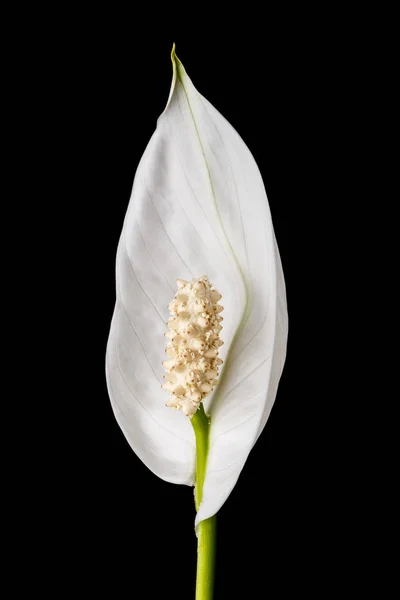 Bela flor de primavera branca — Fotografia de Stock