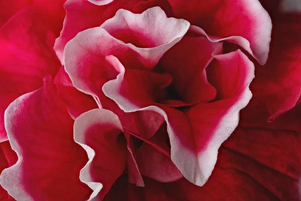 Όμορφο κόκκινο λουλούδι — Φωτογραφία Αρχείου