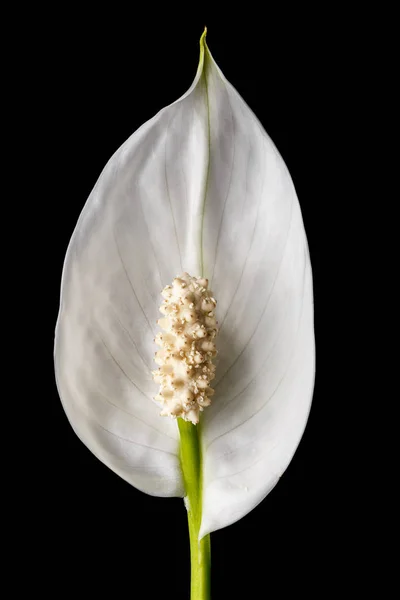 Mooie witte voorjaar bloem — Stockfoto