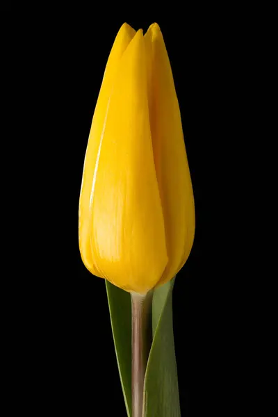 Belle tulipe jaune — Photo