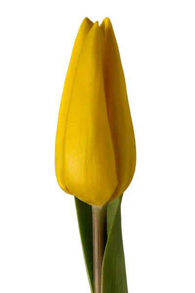 Photo Une Belle Tulipe Jaune — Photo