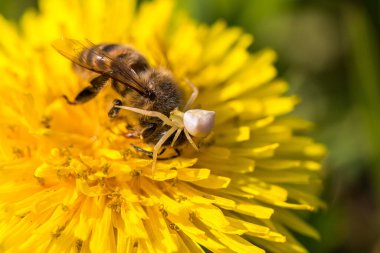 Beyaz örümcek sarı çiçekte bir arı yer..