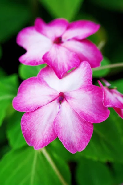Een pare van bloemetjes — Stockfoto