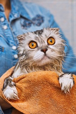 Kapak-kulak sadece ed kedi geniş açık gözleri ile yıkanmış