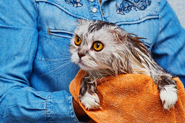 Sadece banyoda lop-eared kedi yıkanmış