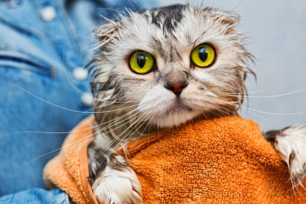 Зеленые глаза только что вымыли кота — стоковое фото