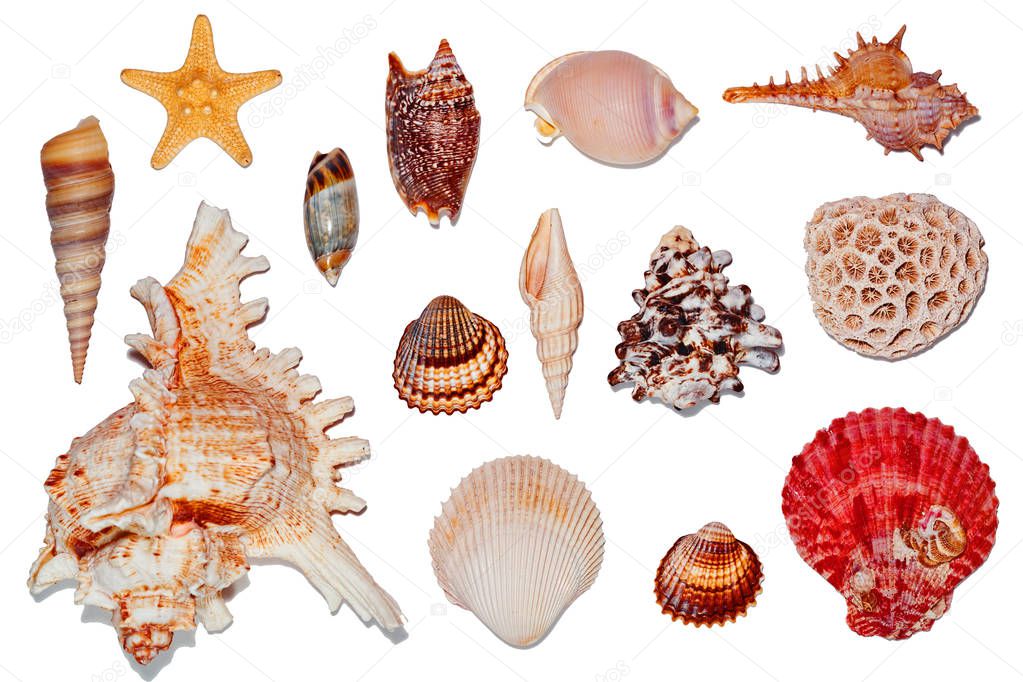 Sea shells isolated on white background