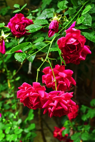 Bulgarian rose bush