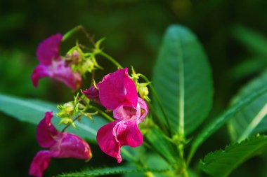 Aslanağzı çiçeği çalılıklarda