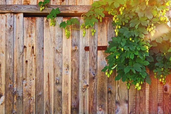 Clôture en bois avec buisson de houblon — Photo