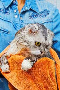Kulakları İskoç kedi yıkama sonra lop