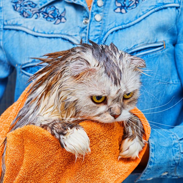 Dissatisfied wet cat after wash in bathroom