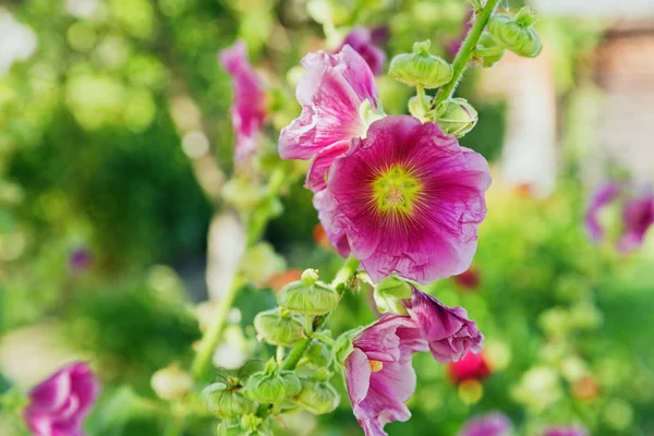 Close-up vangst van roze bloemen — Stockfoto