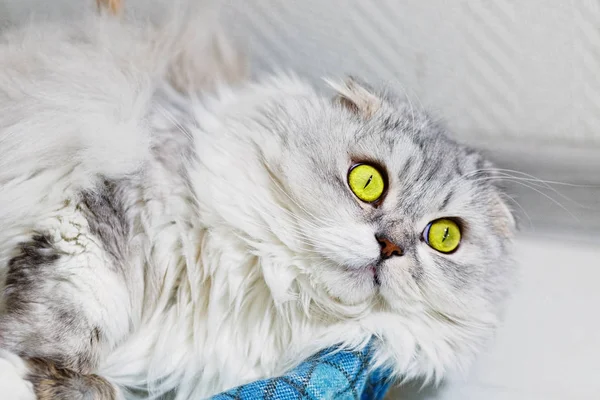 Yaygın olarak pened yeşil gözlü kulaklı Gri kedi Lop tavşanı