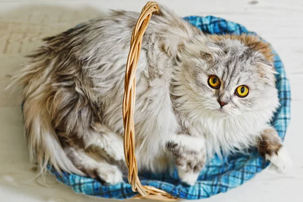 Lop orelha gato gordo mentira na cesta Imagem De Stock