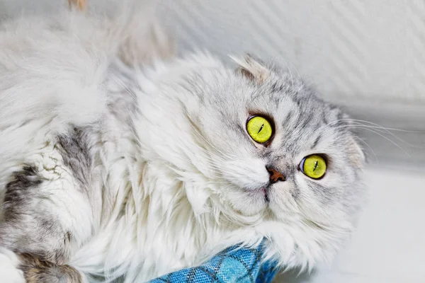 LOP ušatý šedá kočka s široce zvednutí zelené oči Stock Obrázky