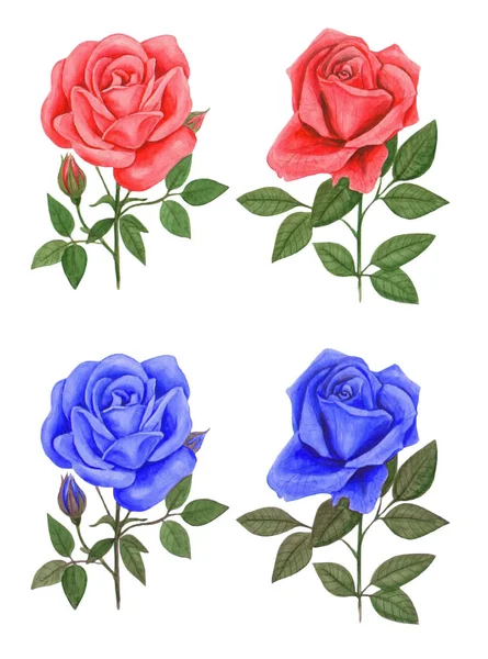 Красно-синие розы — стоковое фото