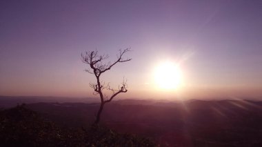 Dağdaki yalnız ağaç, Serra Negra, Sao Paulo, Brezilya
