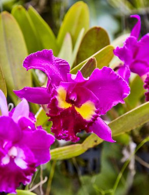 Mor orkide, mor orkideler. Orkide çiçek kraliçesidir. Tropikal bahçe orkide. Orkide doğa.