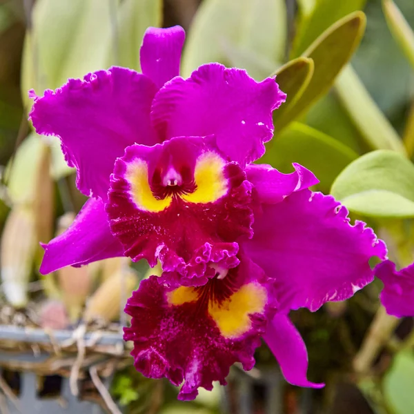 Orchidee viola, orchidee viola. Il Orchid è regina dei fiori. Orchidea nel giardino tropicale. Orchidea in natura . — Foto Stock