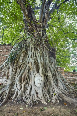 kumtaşı baş Buda wat mahathat, ayutthaya, Tayland, ağaç kökleri
