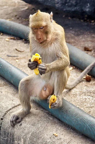 Μαϊμού για τα βράχια αστεία γκρο πλαν Ταϊλάνδη — Φωτογραφία Αρχείου
