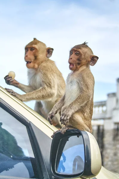 Macaco no carro está comendo Tailândia — Fotografia de Stock