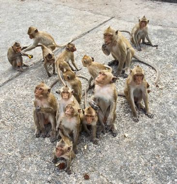 Maymun araba Tayland yemek