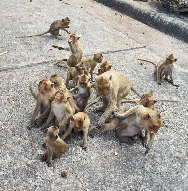 Maymun araba Tayland yemek