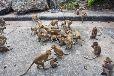 Maymun araba Tayland yemek