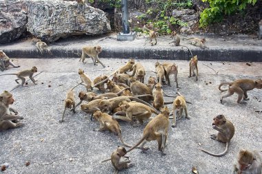 Maymun araba Tayland yemek