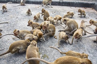 Maymun araba Tayland yemek