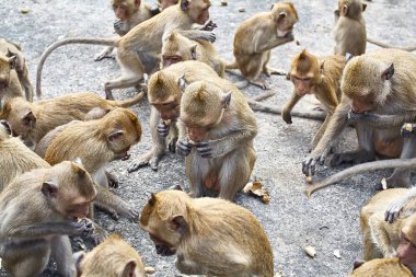 Maymun araba Tayland yemek