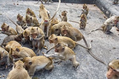 Maymun araba Tayland yemek