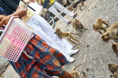 Maymun araba Tayland yemek