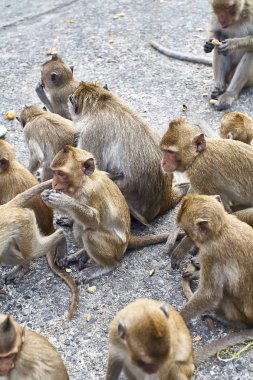 Maymun araba Tayland yemek