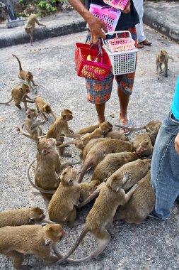 Maymun araba Tayland yemek