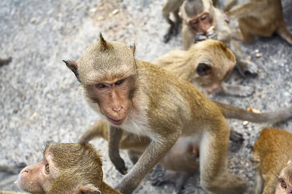 Μαϊμού στο αυτοκίνητο τρώει Ταϊλάνδη — Φωτογραφία Αρχείου