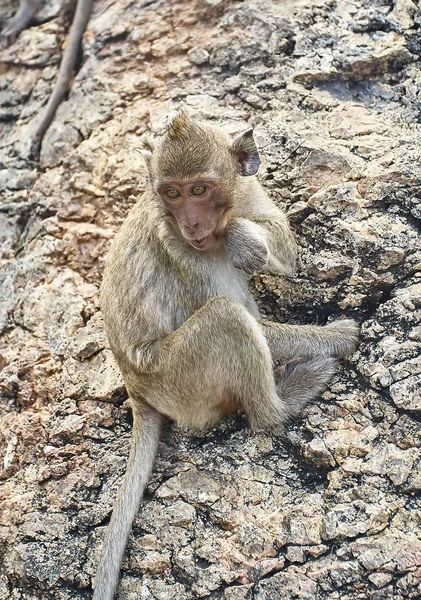 Macaco no carro está comendo Tailândia — Fotografia de Stock