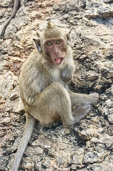 Scimmia sulla macchina sta mangiando Thailandia — Foto Stock