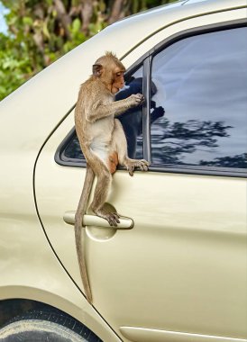 Maymun araba Tayland yemek