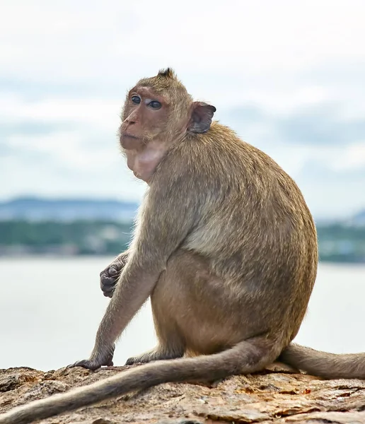 Monyet di mobil makan Thailand — Stok Foto