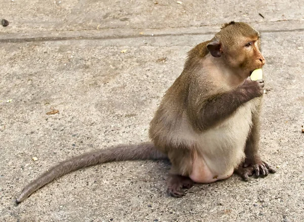 Macaco no carro está comendo Tailândia — Fotografia de Stock