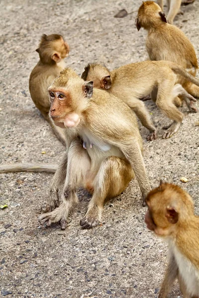 Monyet di mobil makan Thailand — Stok Foto