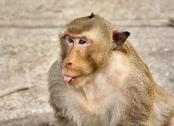 Macaco no carro está comendo Tailândia — Fotografia de Stock