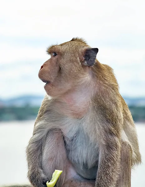 Macaco no carro está comendo Tailândia — Fotografia de Stock